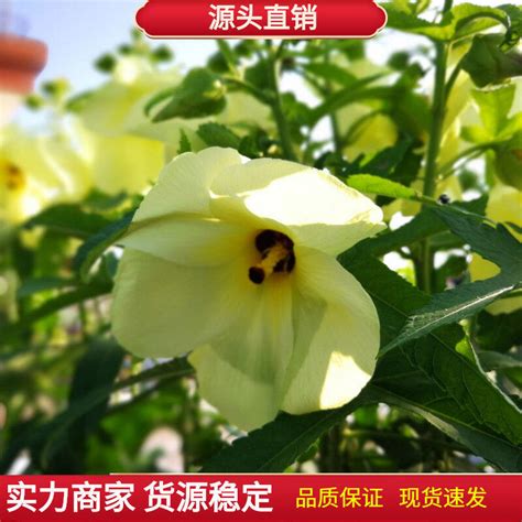 芙蓉種植方法|【家庭有菜】芙蓉種子天然或人工育苗，以及賺取外快。